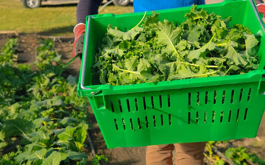 Hunger Task Force Farm Joins Heirloom Collard Greens Trial