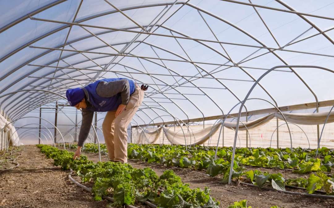 Winter Planning, Preparing and Growing at the Hunger Task Force Farm